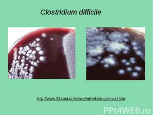 Clostridium difficile&nbsp;