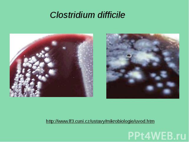 Clostridium difficile 