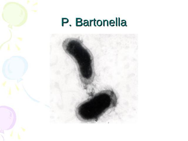 Р. Bartonella