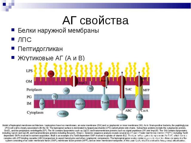 Белки наружной мембраны Белки наружной мембраны ЛПС Пептидогликан Жгутиковые АГ (А и В)