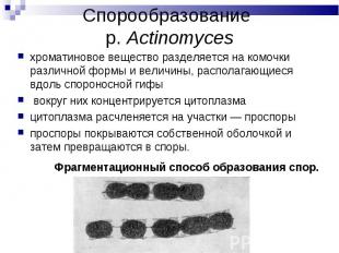 хроматиновое вещество разделяется на комочки различной формы и величины, распола