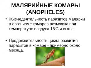 Жизнедеятельность паразитов малярии в организме комаров возможна при температуре