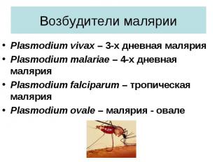 Plasmodium vivax – 3-х дневная малярия Plasmodium vivax – 3-х дневная малярия Pl