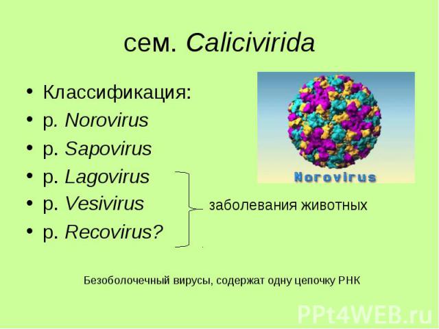 Классификация: Классификация: р. Norovirus р. Sapovirus р. Lagovirus р. Vesivirus заболевания животных р. Recovirus?