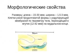 Размеры: длина – 15-30 мкм, ширина – 1,5-3 мкм. Клетки узкой продолговатой формы