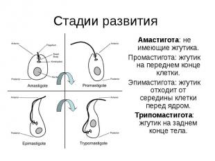 Амастигота: не имеющие жгутика. Амастигота: не имеющие жгутика. Промастигота: жг