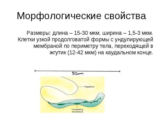 Размеры: длина – 15-30 мкм, ширина – 1,5-3 мкм. Клетки узкой продолговатой формы c ундулирующей мембраной по периметру тела, переходящей в жгутик (12-42 мкм) на каудальном конце. Размеры: длина – 15-30 мкм, ширина – 1,5-3 мкм. Клетки узкой продолгов…
