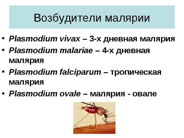 Plasmodium vivax – 3-х дневная малярия Plasmodium vivax – 3-х дневная малярия Plasmodium malariae – 4-х дневная малярия Plasmodium falciparum – тропическая малярия Plasmodium ovale – малярия - овале
