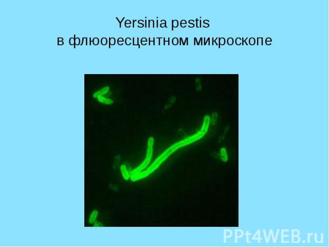 Yersinia pestis в флюоресцентном микроскопе