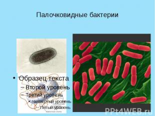 Палочковидные бактерии