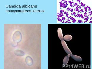 Candida albicans почкующиеся клетки