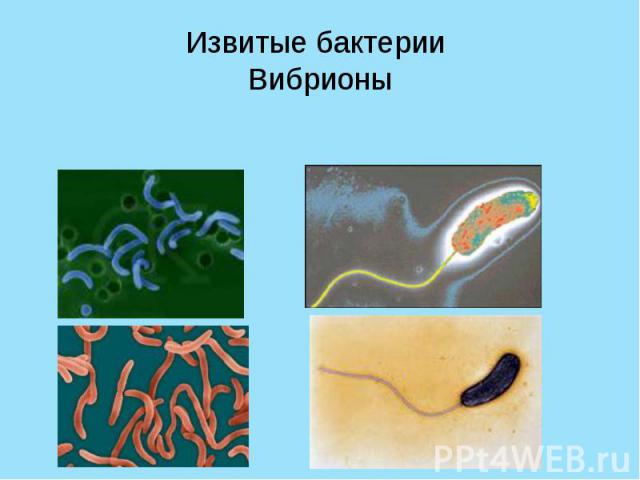 Извитые бактерии Вибрионы