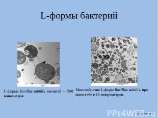 L-формы бактерий