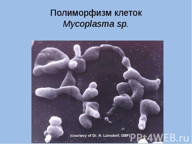 Полиморфизм клеток Mycoplasma sp.