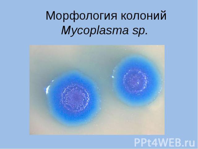 Морфология колоний Mycoplasma sp.