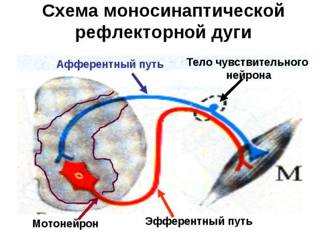 Схема моносинаптической рефлекторной дуги