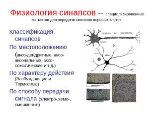 Классификация синапсов Классификация синапсов По местоположению (аксо-дендритные