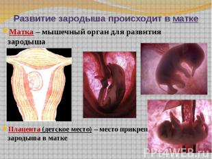 Развитие зародыша происходит в матке Матка – мышечный орган для развития зародыш