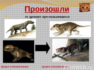 Произошли от древних пресмыкающихся предки млекопитающих предки млекопитающих