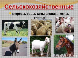 Сельскохозяйственные (коровы, овцы, козы, лошади, ослы, свиньи)