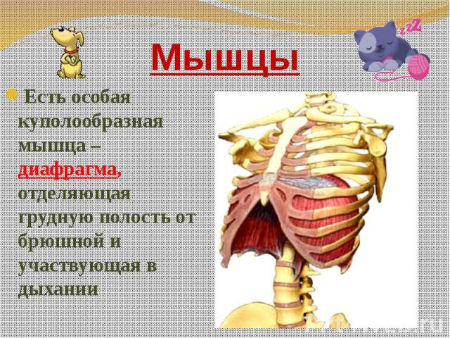 Мышцы Есть особая куполообразная мышца – диафрагма, отделяющая грудную полость от брюшной и участвующая в дыхании