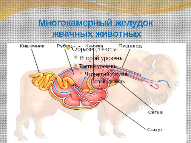Многокамерный желудок жвачных животных