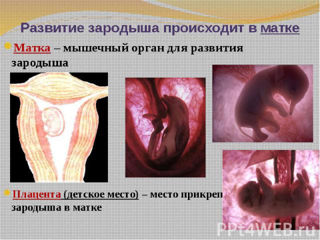 Развитие зародыша происходит в матке Матка – мышечный орган для развития зародыша Плацента (детское место) – место прикрепления зародыша в матке