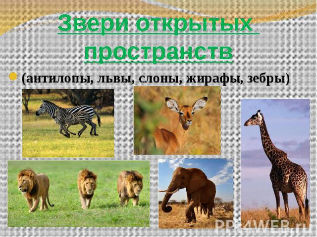 Звери открытых пространств (антилопы, львы, слоны, жирафы, зебры)