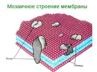 Мозаичное строение мембраны
