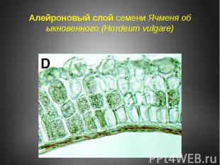 Алейроновый слой семени Ячменя обыкновенного (Hordeum vulgare)