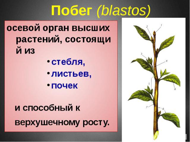 Побег (blastos)  осевой орган высших растений, состоящий из стебля, листьев, почек и способный к верхушечному росту.