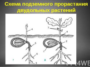 Схема подземного прорастания двудольных растений