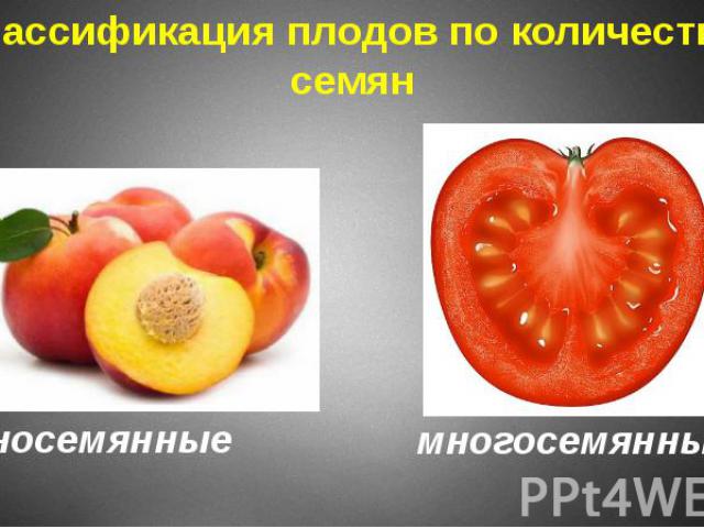 Классификация плодов по количеству семян