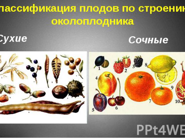 Классификация плодов по строению околоплодника