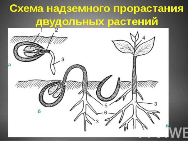 Схема надземного прорастания двудольных растений