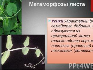Метаморфозы листа Усики характерны для семейства бобовых. Они образуются из цент