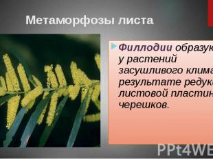 Метаморфозы листа Филлодии образуются у растений засушливого климата в результат