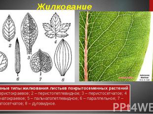 Жилкование Основные типы жилкования листьев покрытосеменных растений : 1 – перис