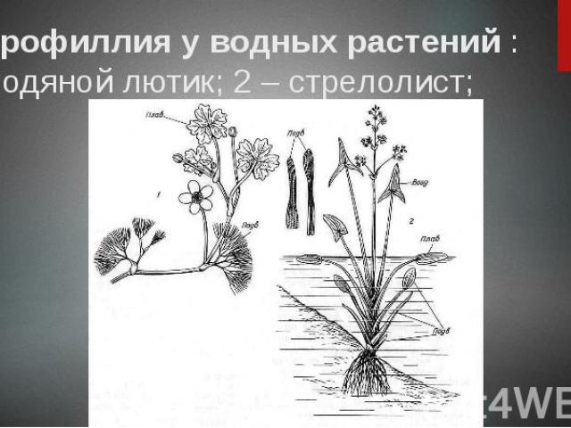 Гетерофиллия у водных растений : 1 – водяной лютик; 2 – стрелолист;