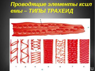 Проводящие элементы ксилемы – ТИПЫ ТРАХЕИД