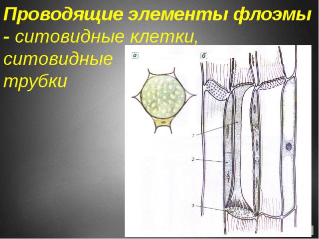 Проводящие элементы флоэмы - ситовидные клетки, ситовидные трубки