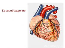 Гемодинамическая фукция сердца