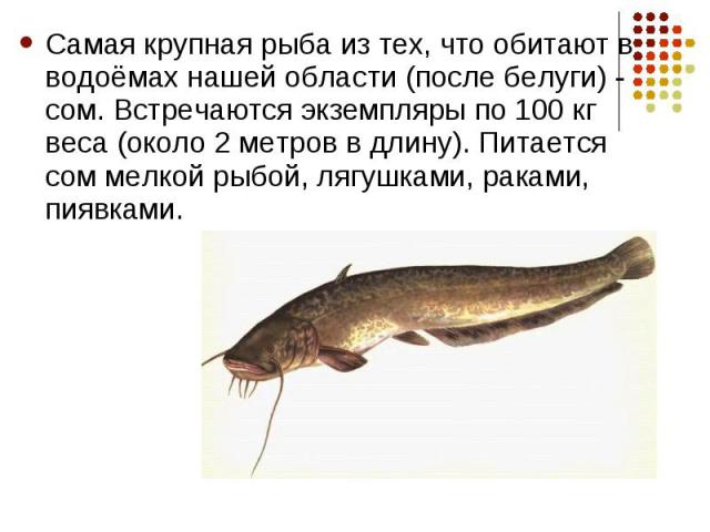Самая крупная рыба из тех, что обитают в водоёмах нашей области (после белуги) - сом. Встречаются экземпляры по 100 кг веса (около 2 метров в длину). Питается сом мелкой рыбой, лягушками, раками, пиявками. Самая крупная рыба из тех, что обитают в во…