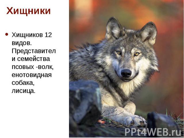 Хищников 12 видов. Представители семейства псовых -волк, енотовидная собака, лисица.