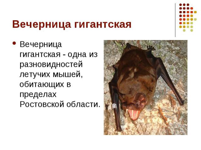 Вечерница гигантская - одна из разновидностей летучих мышей, обитающих в пределах Ростовской области. Вечерница гигантская - одна из разновидностей летучих мышей, обитающих в пределах Ростовской области.