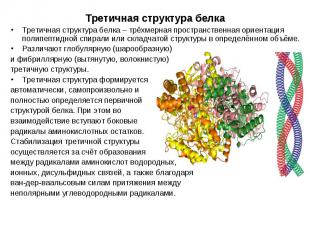 Третичная структура белка – трёхмерная пространственная ориентация полипептидной