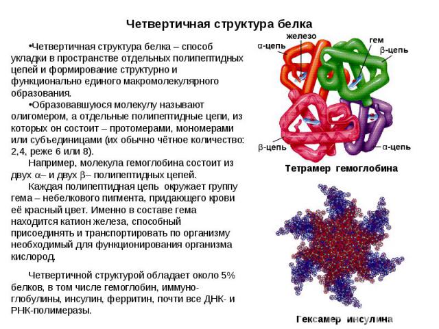 Четвертичная структура белка – способ укладки в пространстве отдельных полипептидных цепей и формирование структурно и функционально единого макромолекулярного образования. Четвертичная структура белка – способ укладки в пространстве отдельных полип…