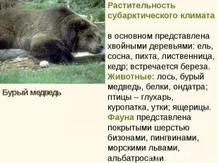 Бурый медведь Бурый медведь