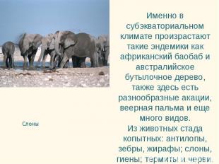 Слоны Слоны