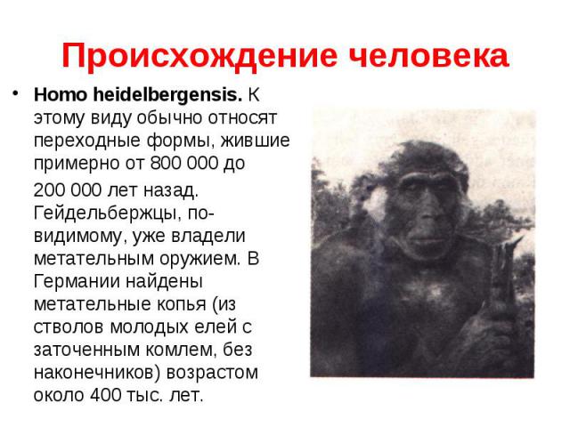 Homo heidelbergensis. К этому виду обычно относят переходные формы, жившие примерно от 800 000 до Homo heidelbergensis. К этому виду обычно относят переходные формы, жившие примерно от 800 000 до 200 000 лет назад. Гейдельбержцы, по-видимому, уже вл…